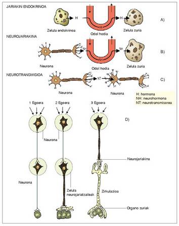 1. Irudia: Jariakin endokrinoa. B) Neurojariakina C) Neurotransmisioa. D) Inguruneko aldaketa zikliko eta iraunkorren erantzun gisa, jatorrizko neurotransmisioa jariakin endokrino bihurtzen duen prozesua.<br><br>353